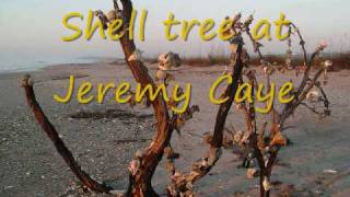 preview picture of video 'Shell Collecting at Edisto Beach with Perry Rush'