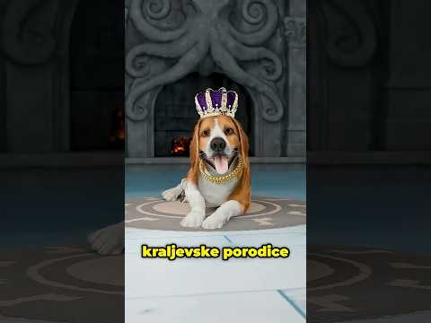 Ulični Pas Postao Kraljevski Ljubimac 🐕👑