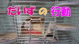 だいず(1F)の行動