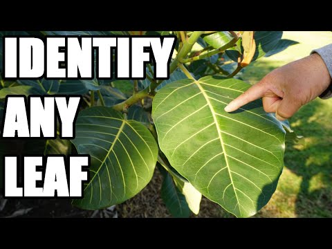 image-What are the 3 leaf types?