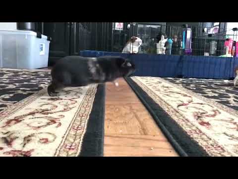 Hosting the guinea pig Olympics