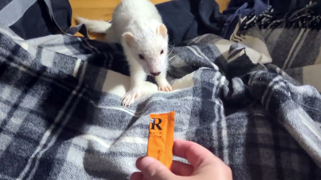 最後のおやつにフェレットのチュールあげてみた。【思い出】