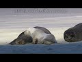 Windows 7 Wildlife Clip