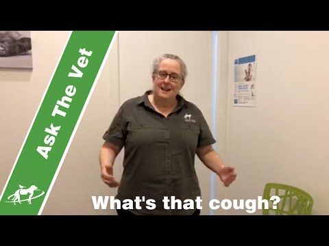 coughing dogs and cats- what is that cough? Companion Animal Vets