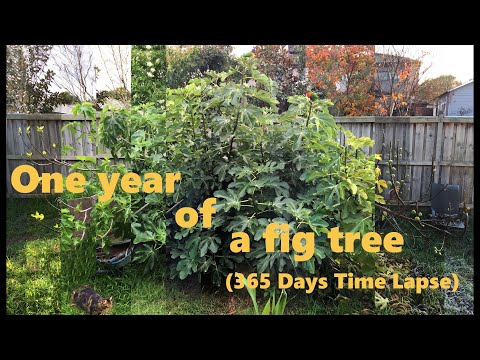 One year of a fig tree 365 days time-lapse