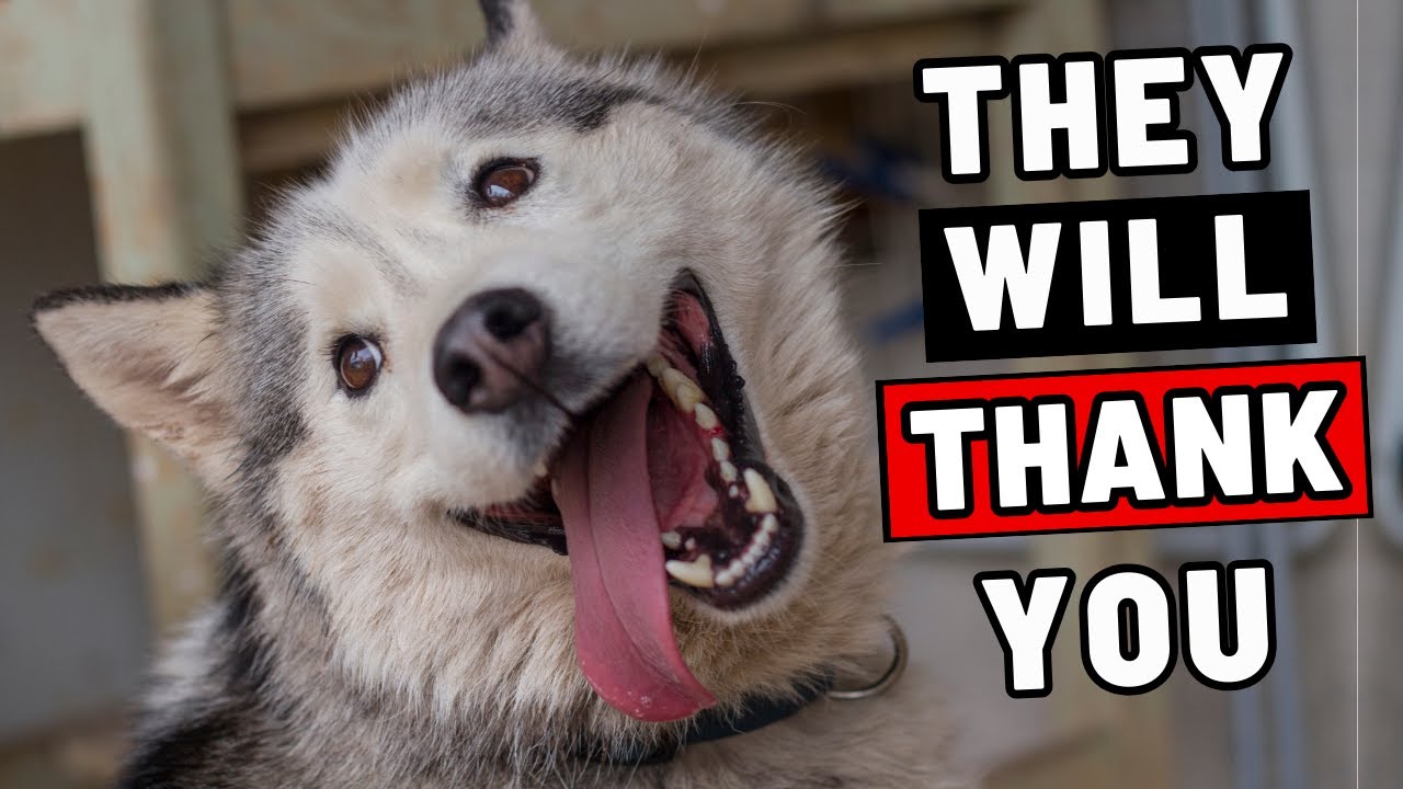 16 Things Dogs Love the Most (#16 Is Heart Melting)