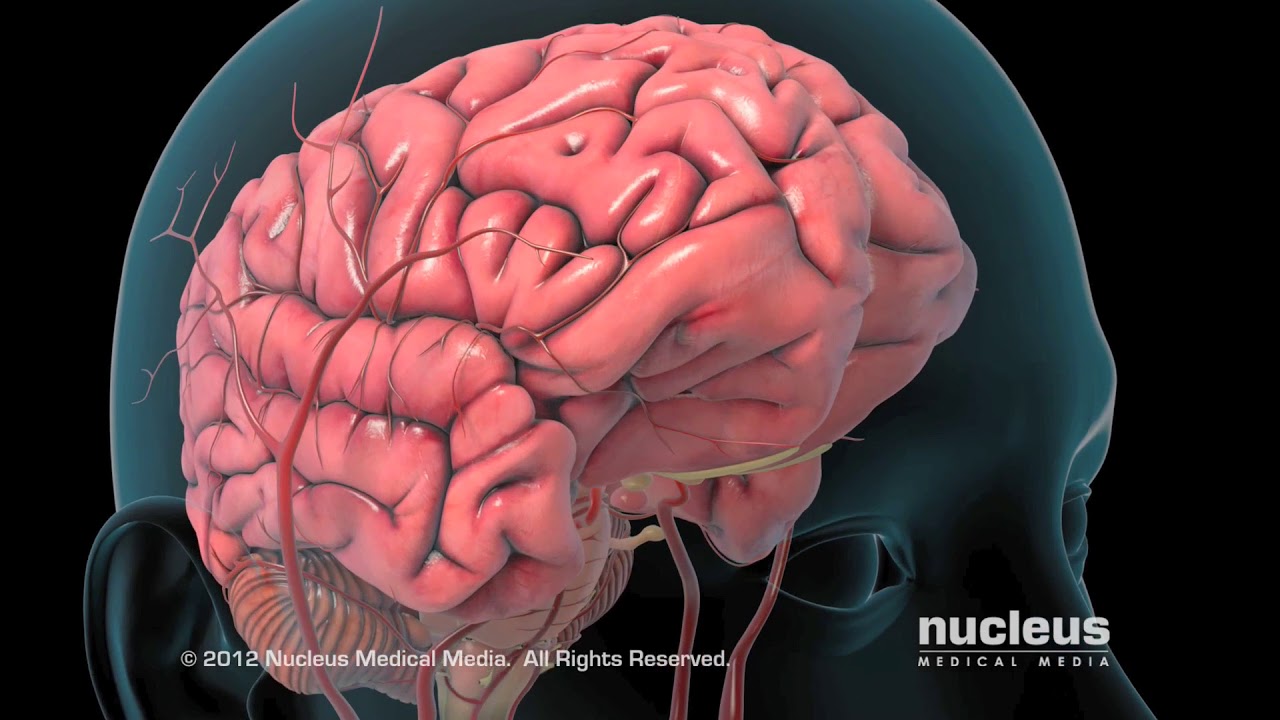 Ischemic Stroke Animation - Cook Children's