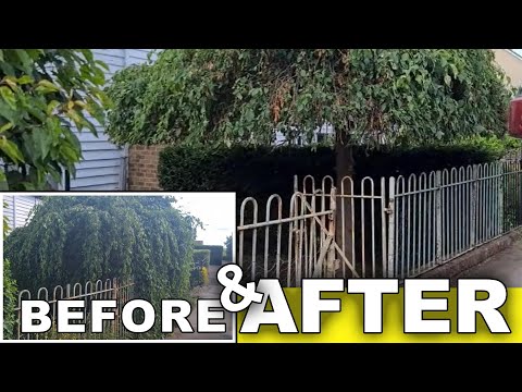 Overgrown Chaos to Garden Haven: Garden Transformation Time-Lapse