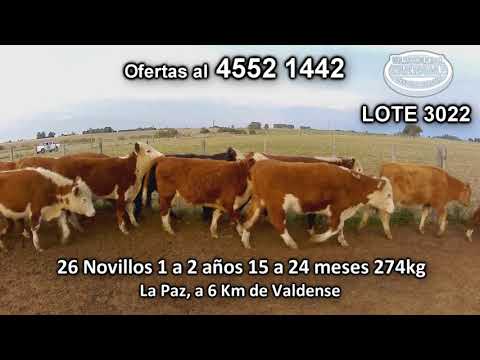 Lote 26 Novillos 1 a 2 años 20 HE - 4 HE/ RA - 1 HE/ AA - 1 LI 274 Kgkg -  en La Paz, a 6 Km de Valdense