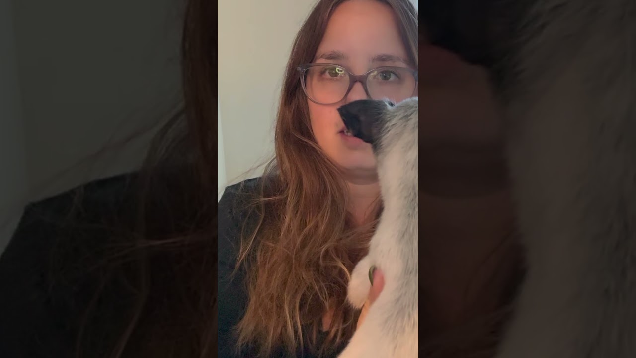 Enlarge Ghost, a Adopted mixed breed in Millsboro, DE video 5/6