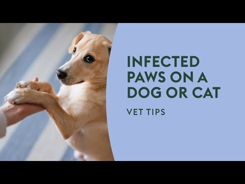 Infected Paws on a Dog or Cat · Vet Tips