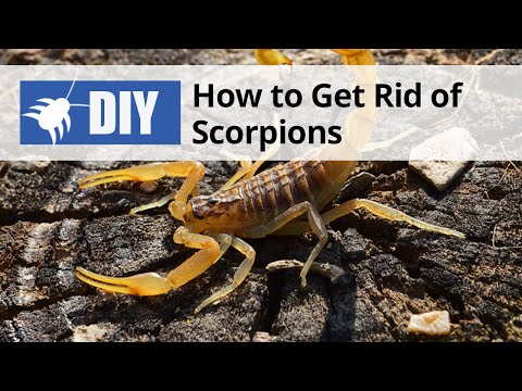  How to Get Rid of Scorpions Video 