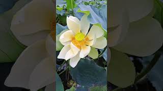 Download lagu Bunga Seroja - Keindahan Bunga Seroja Putih mp3