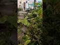 Rain In Summer Ennai Konja Konja Va Malaiye Tamilsongs Love Rain Tealovers Shorts Whatsappstatus