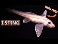 Ghost Shark Facts Aka Chimaera Facts Animal Fact Files