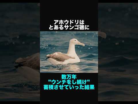 園芸 テュルサスの鳥類