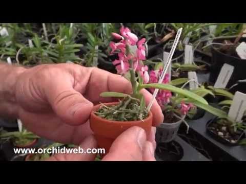 OrchidWeb - Dyakia hendersoniana