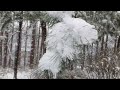 A Walk In The Forest On A Snowy Day The Sound Of Snow The Sound Of The Wind White Noise Asmr