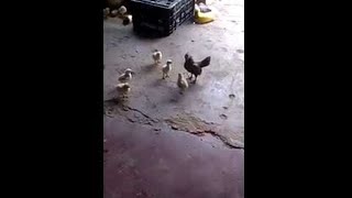 animales pollito