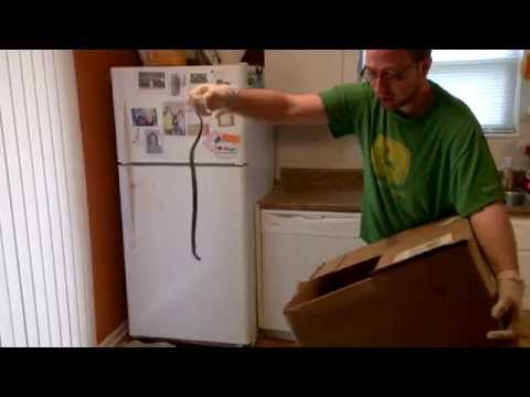 Snake Almost Escapes in the Kitchen!