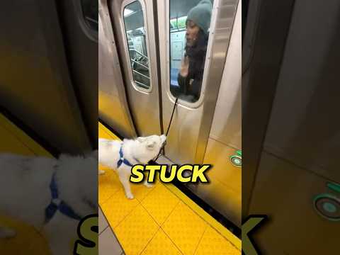 I saved a dog whose leash was caught in the train door😢❤️