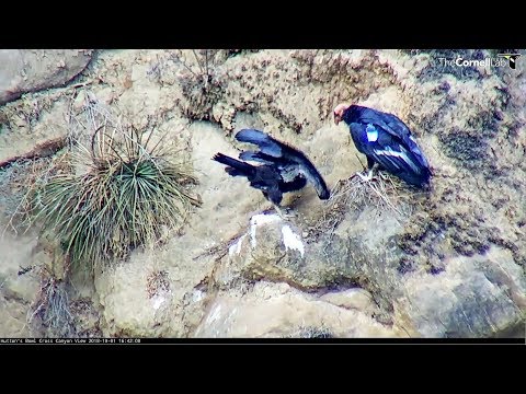Hutton's Bowl Condor Dad visit the chick~16:41 2018/10/01
