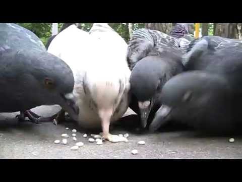 Можно ли голубям перловку сухую. Чем можно подкармливать птиц зимой. Чем кормить птиц зимой. Чем кормить птиц зимой. Чем кормить голубей.