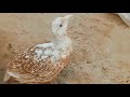Pied Female Teetar Voice Female Teetar Sound Female Teetar Ki Awaaz Female Teetar