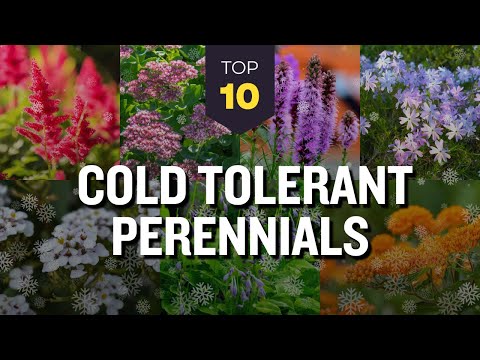 TOP 10 Hardy Cold Tolerant Perennials ❄️🌼 Winter Flowers to Thrive 🌺