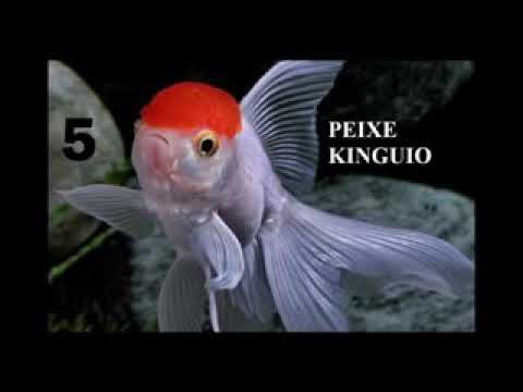 Top - 5 peixes mais resistente para se criar em aquário de água doce