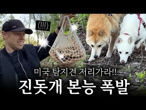 훈련받지 않은 진돗개들, 미국 숲 속에서 엄청난 것을 발견했어요!!