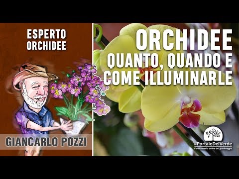 , title : 'Quanta luce serve alle orchidee? Come si possono illuminare?'