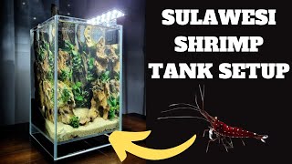 SULAWESI SHRIMP TANK SETUP - WHITE SOCK SULAWESI SHRIMP
