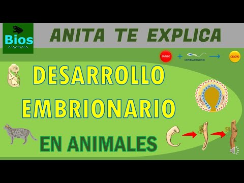 Desarrollo embrionario en animales