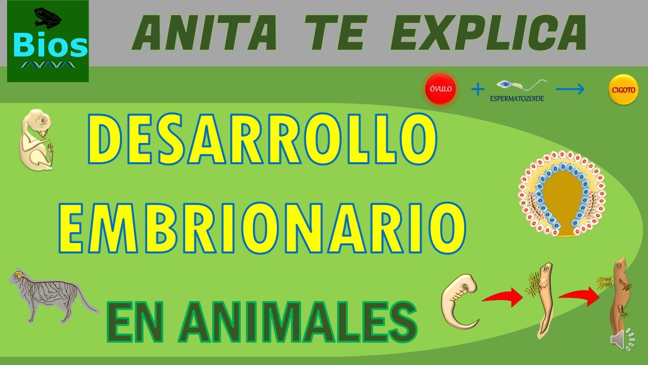Desarrollo embrionario en animales