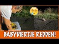 Floris redt een gewond babydier langs de weg | DierenpraatTV