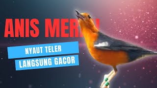 Download lagu LANGSUNG NYAUT 10000 % ‼️ ANIS MERAH MACET BUNYI JIKA DENGAR SUARA INI PASTI NYAUT LANJUT GACOR | 52 mp3