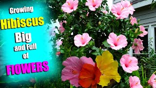 Everything on How To Grow Hibiscus || Fertilizing || Watering || Potting || Sun and Pest