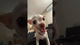Download lagu Niki surprised me🤪😂 #mreviatar #nikiozeri #angrychihuahua #chiuahua #animals mp3
