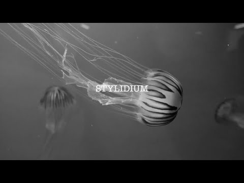 Stylldium - Asha (Official Music Video)