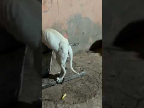 هذا الكلب يومية يجي يطشر الزبلا