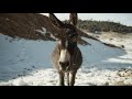 Close Up Of Chewing Donkey Portrait Of Animal Standing In Snow Morning Rural Scene Morocco