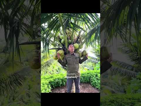 Entok Dwarf Coconut is a superior variety that bears fruit quickly