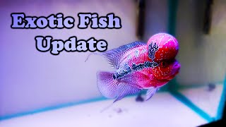 New live fish update at Fish & Aquarium Hobby Store