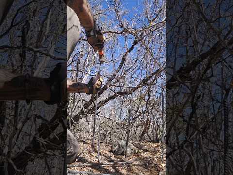 Feral Pig Threat: Peyote Conservation on Our Land