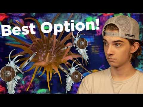How to remove Aiptasia! Berghia Nudibranchs a solution without side effects!