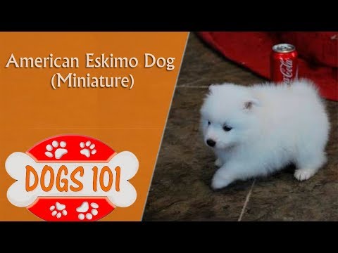 Dogs 101 - MINI AMERICAN ESKIMO - Top Dog Facts About the MINIATURE AMERICAN ESKIMO