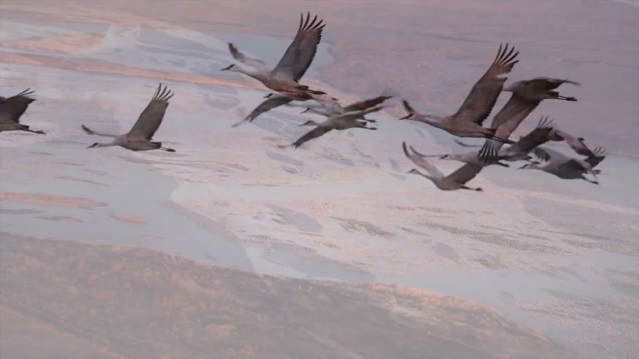 Spring Migration Welcome Video 2023