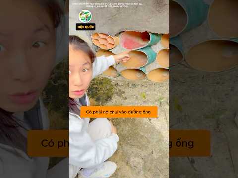 Tại sao không nên tò mò 😂 #shorts