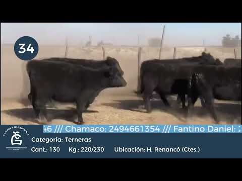 Lote Hembras - Huinca Renancó Cba